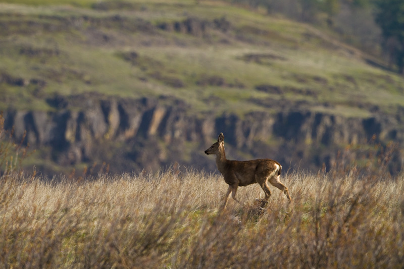 Mule Deer